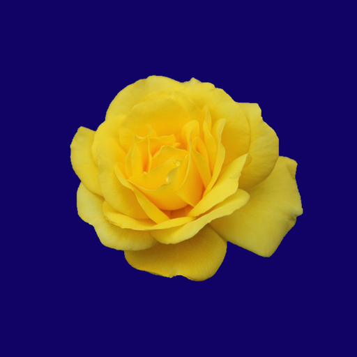 VGOIRE TRADUÇÕES Logo